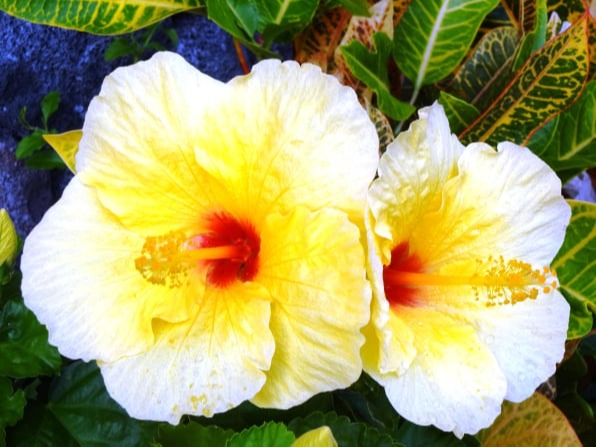 Hawaiianische Impressionen by Petra Vögeli