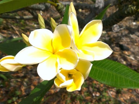 Hawaiianische Impressionen by Petra Vögeli